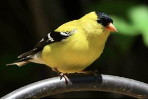 yellow bird