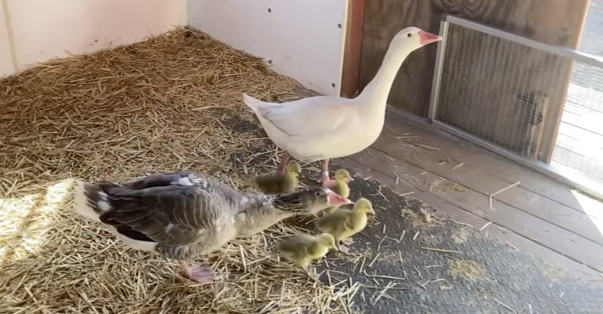 Cotton Patch Goslings’ Arrival Has Zoo Personnel All Aflutter
